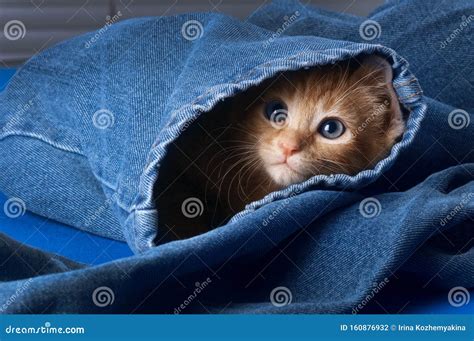 Un Petit Chaton En Tabby Orange Avec Les Yeux Bleus Sort D Un Jean