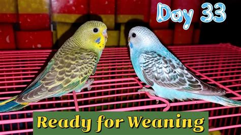 Baby Budgie | Growth Stages - YouTube