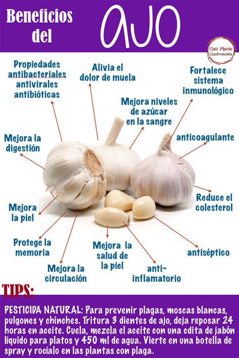 Ajo Beneficios Recetas Para La Salud Frutas Y Verduras Beneficios