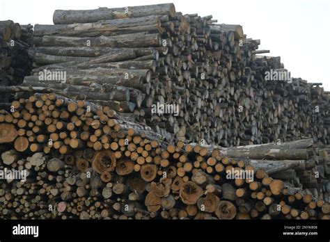 Linz Austria In A Biomass Power Plant Huge Piles Of Logs Are