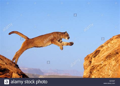 Jumping Of The Lion Stock Photos & Jumping Of The Lion Stock Images - Alamy