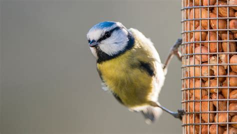 Guide Des Oiseaux De Nos Jardins Ici