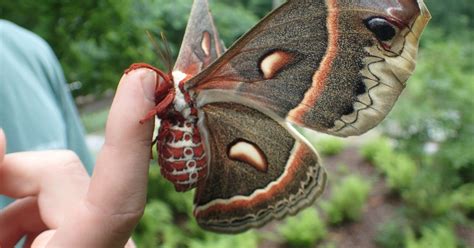 Life Cycle Of The Cecropia Moth Beauty On The Wing, 59% OFF