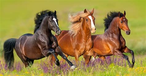 Discover The Top 13 Biggest Horses In The World Az Animals