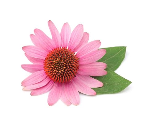 Premium Photo Echinacea Flowers