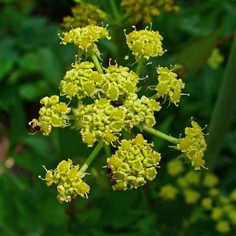 Liebstöckel Levisticum Officinale Bienenroute