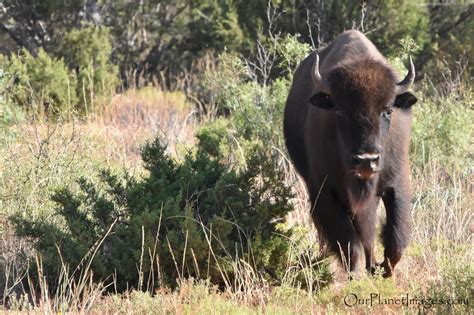 Hoofed mammals - "Our Planet" Images