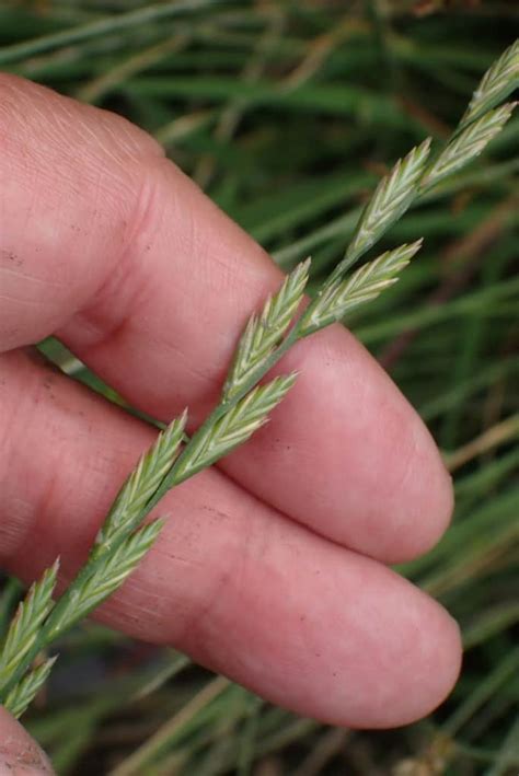 Perennial Ryegrass Louisiana Native Plant Society