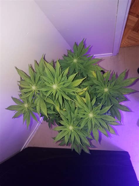 Royal Queen Seeds Special Kush 1 Grow Journal Week9 By IHateSativa