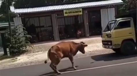 Sapi Ngamuk Di Tengah Jalan Minta Adu Banteng Dengan Truk Endingnya