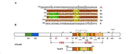 Tau Protein Sequence And Domain Organization The Sequence Numbering