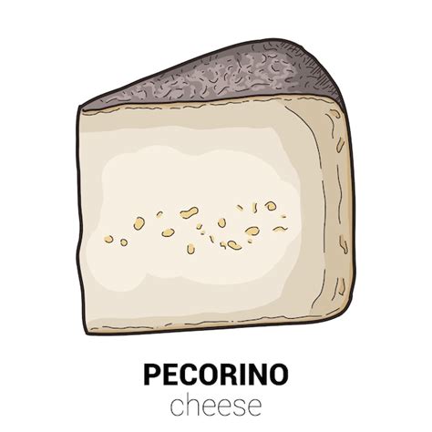 Premium Vector Pecorino Sheep Cheese Colorful Vector Illustration