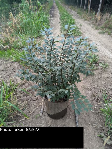 Dwarf Burning Bush Euonymus Alatus Compacta Goodmark Nurseries