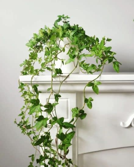 English Ivy: Plant Care and How to Grow | Plantcarefully