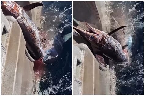 Watch Fishermen Battle 8-Foot Shark for Swordfish - Newsweek