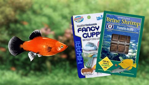 The Complete Guide to Platy Fish Varieties: Colors, Patterns, More