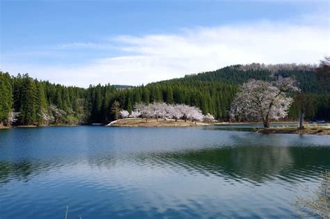 4月22日 津南町・中子の桜と、空の展望台 苗場山麓ジオパーク Niceshotpeteの山旅