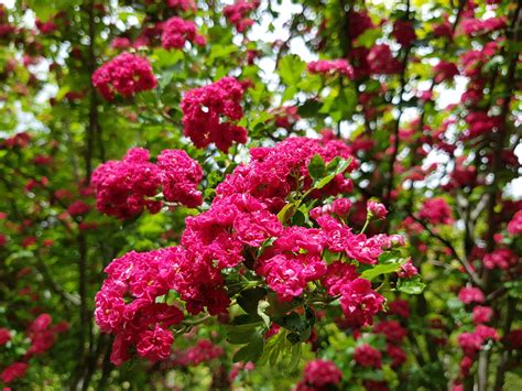 Crataegus Pauls Scarlet Hawthorn Easy Big Trees Nz