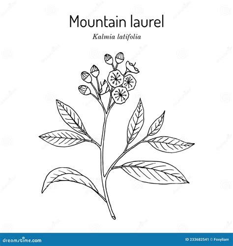 Mountain Laurel Kalmia Latifolia , State Flower of Connecticut Stock ...