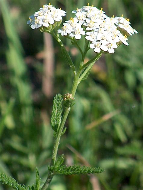 Achillea Millefolium Common Yarrow World Of Flowering Plants