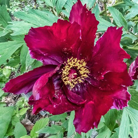 Photo Of The Bloom Of Japanese Tree Peony Paeonia X Suffruticosa