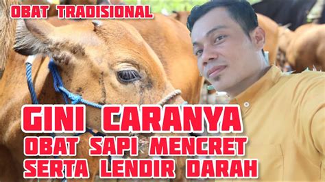 Cara Mengobati Sapi Berak Darah Penanganan Pertama Sapi Diare Secara