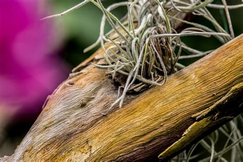 Free Images Nature Branch Wood Texture Leaf Flower Trunk