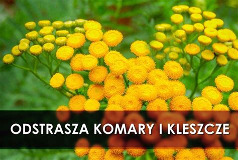 Wrotycz Na Komary I Kleszcze Sadzonki 10 Szt 8144149838