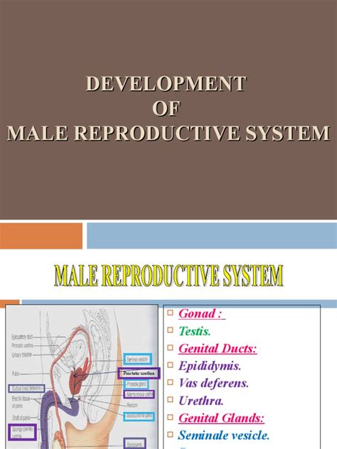 Development of Male Reproductive System | PDF | Testicle | Endocrine System