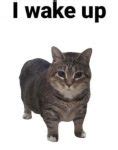 cat memes short  funny cat captions tiny positive