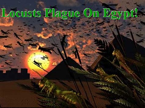 Locusts Plague Strikes Egypt - HopeofIsrael.net™ - תקות ישראל