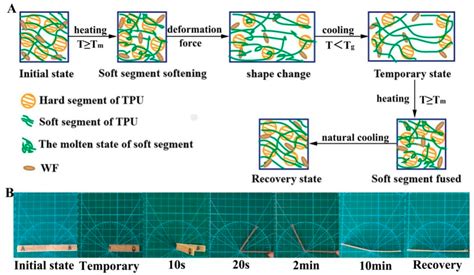 Polymers Free Full Text Mechanical Thermal And Shape Memory