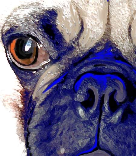 Chinese Pug Art and pictures