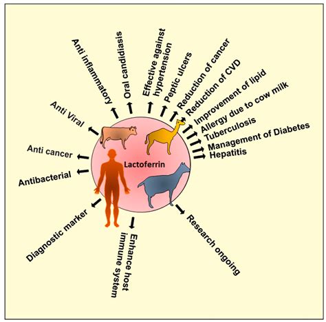 Molecules Free Full Text Multifunctional Iron Bound Lactoferrin And