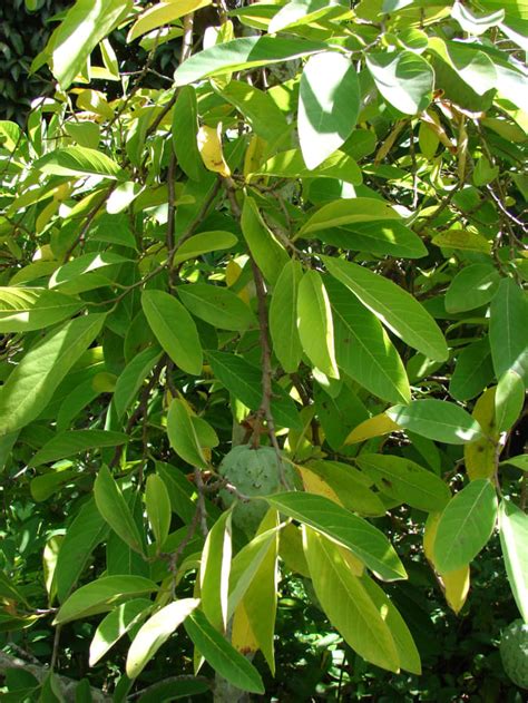 Cherimoya Tree - HubPages