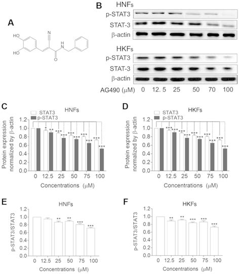 The Jak Stat Pathway Inhibitor Ag Suppresses The Abnormal