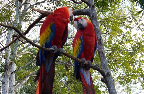 Guacamayas Rojas Son Liberadas En La Reserva De La Biósfera Maya Noticias