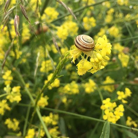 How to Shoot Garden Wildlife Photography Using Your iPhone