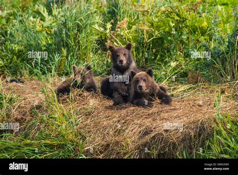 Kamchatka Brown Bear Ursus Arctos Beringianus Cubs Kurile Lake