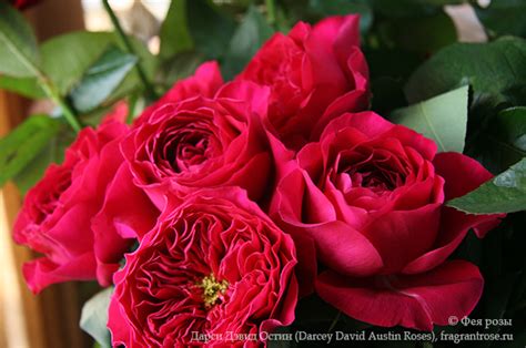 Дарси Дэвид Остин (Darcey David Austin Roses) / Фея розы