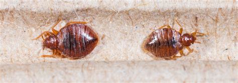 Bed Bug Infestation — One in Five Americans | Drive Bye Pest Exterminators