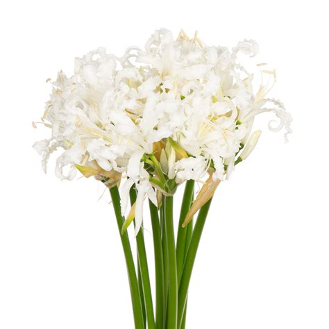 Buy Nerine bowdenii adele wholesale in Dubai | Gulf Flowers