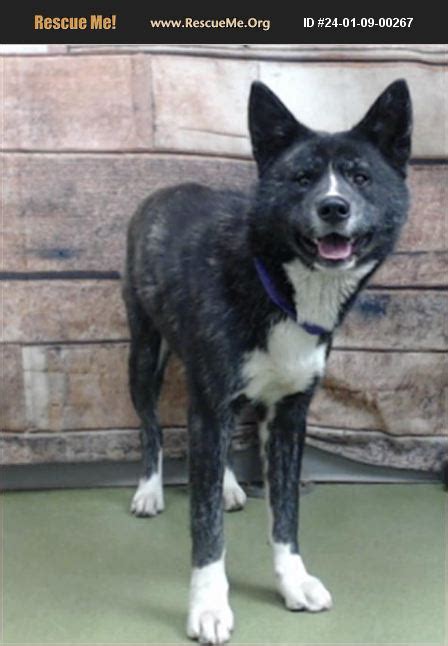 ADOPT 24010900267 Akita Rescue California