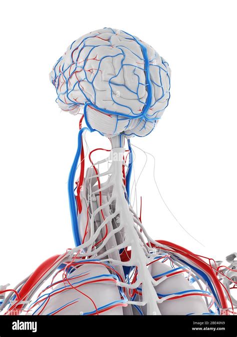 Vascular System Of The Brain Illustration Stock Photo Alamy