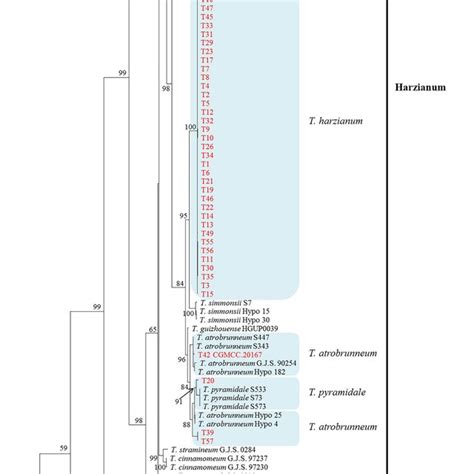 Maximum Parsimony Tree Of Trichoderma Species Inferred From The