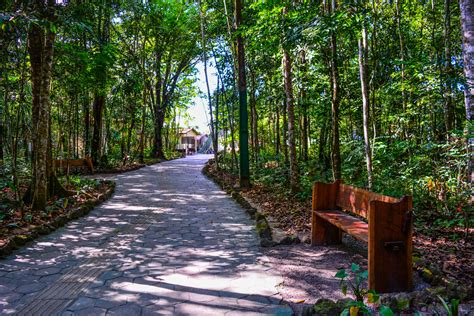 Dia Da Amaz Nia Bioparque Preserva Maior Espa O Urbano De Rea Verde