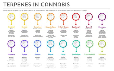 Qu Son Los Terpenos Aprende Sobre Cbd