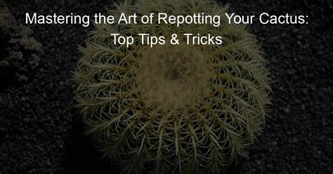 Mastering The Art Of Repotting Your Cactus Top Tips Tricks Cactus Path