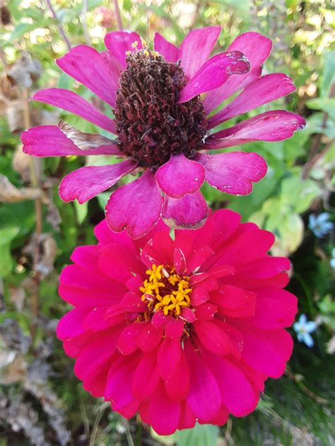 Zinnia 'Elegans Mixed' - Local Seeds