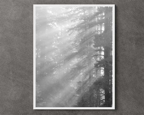 Black & White Forest Digital Print Download Landscape - Etsy